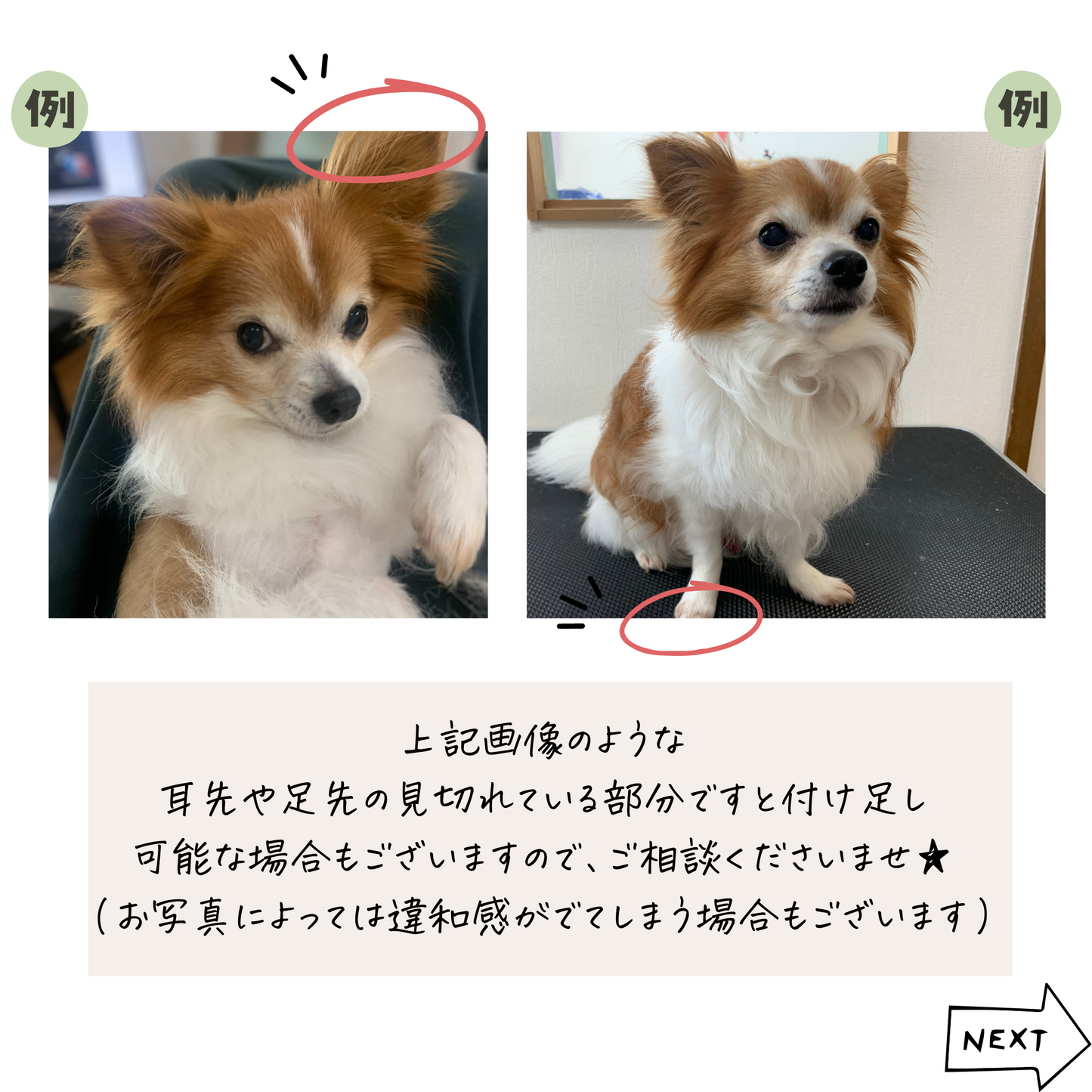 うちの子ひょっこりマグカップ