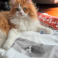 【モニターをお願いした方限定】うちの子スクエアデザインTシャツ